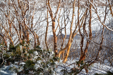 雪山の高山植物　冬の様子