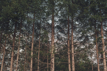 Fototapeta premium Tall pine trees in forest