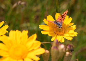 Butterflies and flowers in the garden 