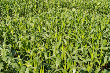 Obraz premium Green corn farm background and sunlight