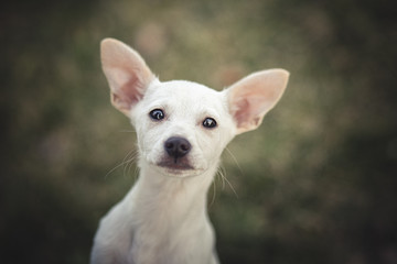 Cute puppy portrait