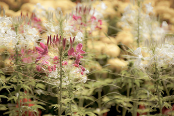 wild flowers in the garden