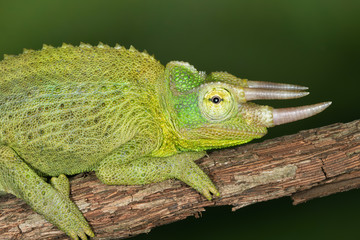 Close-up of a perched Jacksons chameleon (Trioceros jacksonii)