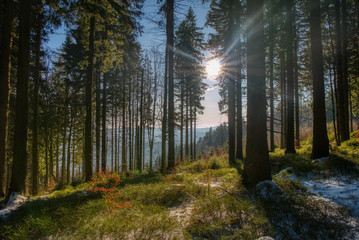 partly covered by forest with snow in mountains with shining sun through trees, Beskydy