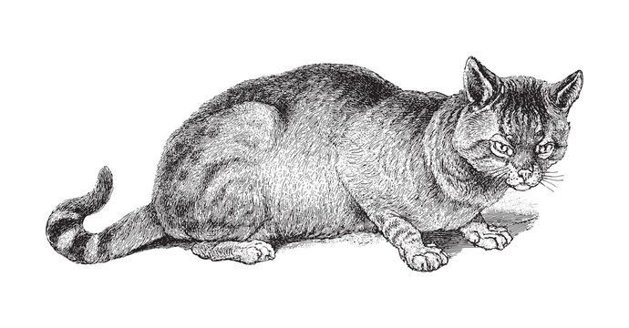The Gloved or Fallow Cat (Felis maniculata) / vintage illustration from Meyers Konversations-Lexikon 1897