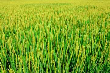 rice field