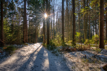 partly covered by forest with snow in mountains with shining sun through trees, Beskydy