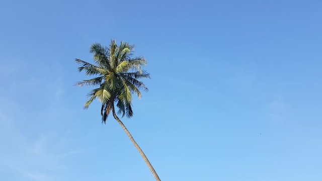 Coconut trees sway in the wind.