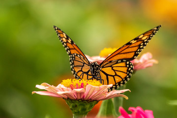 Portrait of a Monarch Butterfly on a Zinnia Flower