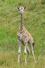 Captive, baby, reticulated giraffe standing and framed by summer grasses