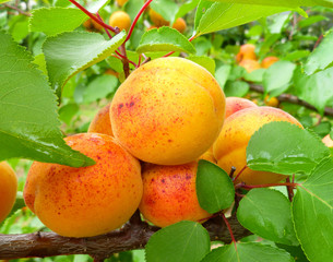 Ripe sweet apricot fruits growing on orchard tree in garden on green leaves background. Long fresh apricots hung all over tree branch, harvest season. Closeup, selective focus
