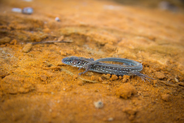 Lizard on the stone