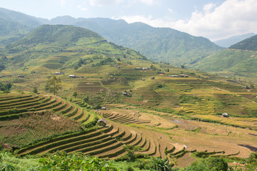 Fototapeta premium Green, brown, yellow and golden rice terrace fields of Tu Le valley, Northwest of Vietnam 