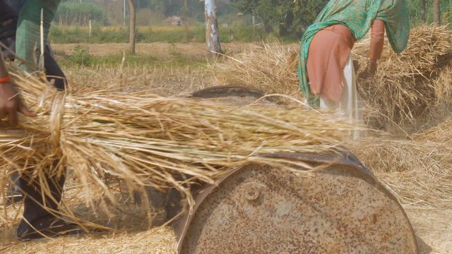 Young farmers threshing newly harvested rice stalks by hands - Delhi/NCR  India. Indian farm laborers beating harvested rice crops on drums to separate seeds from the trunks - farming concept