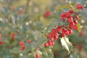 Mistletoe Plant Background for Christmas Holiday Backdrop Graphic Text Use