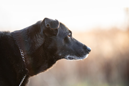 A black dog profile view