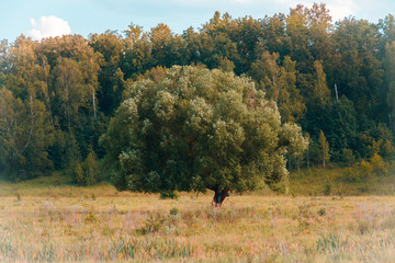 A lonely tree in a field