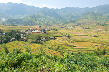 Green, brown, yellow and golden rice terrace fields of Tu Le valley, Northwest of Vietnam	
