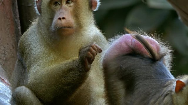 Southern Pig-Tailed Macaque (Macaca nemestrina)