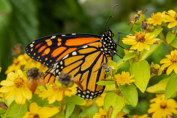 Monarch Butterfly Macro