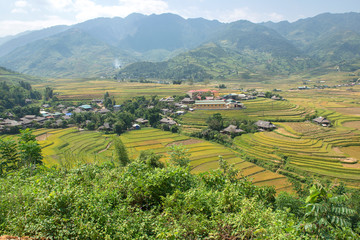 Fototapeta premium Green, brown, yellow and golden rice terrace fields of Tu Le valley, Northwest of Vietnam 