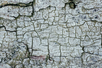birchbark