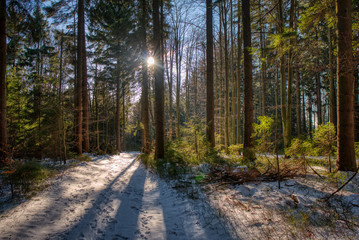 Fototapeta na wymiar partly covered by forest with snow in mountains with shining sun through trees, Beskydy