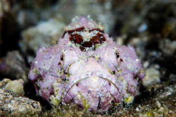A Devil scorpionfish, Scorpaenopsis diabolus, lies on the seafloor waiting to ambush prey on a coral reef in Indonesia. This well-camouflaged predator is quite venomous.