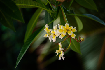 Tropical flowers close-up. Bali Flowers