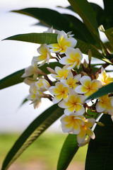 Tropical flowers close-up. Bali Flowers