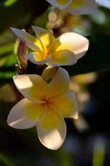 Tropical flowers close-up. Bali Flowers