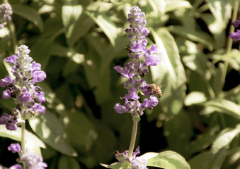  Bees with salvia flowers in the garden