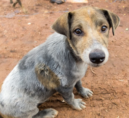 Dirty Dog in Municipal waste disposal open dump process. look like lonely