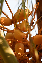 Orange coconuts on a coconut palm tree. Bali Indonesia.