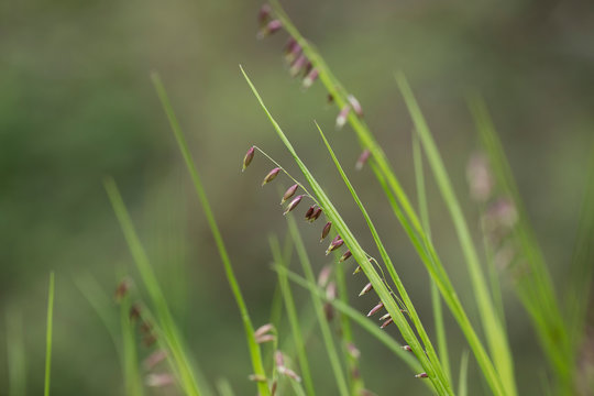 Melica nutans, known as mountain melick is a grass species in the family Poaceae. Melica nutans in bloom on orange bokeh sunset background. 