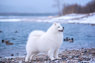 White dog breed Samoyed on the background of winter mountains.