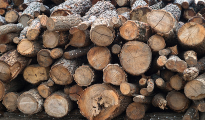 Wooden logs of pine woods in the forest, stacked in a pile.