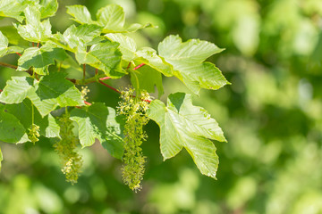 Sycamore (Acer pseudoplatanus) branches with flowers in moments of mass flowering.
