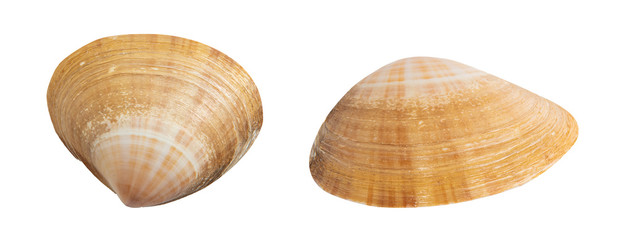 Seashell isolated on white.