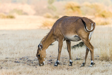 Female Nilgai or Antelope on grassland