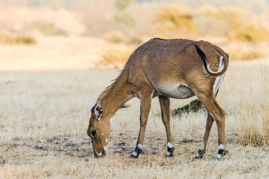 Female Nilgai or Antelope on grassland