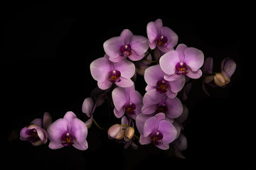 Fototapeta na wymiar Orchids, their beauty and silence