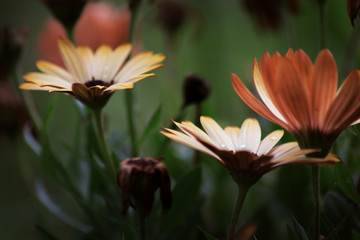 Fototapeta premium bee on flower