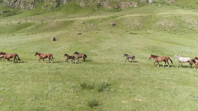 Aerial fly next to wild horses herd run across green valley near rocky foothills
