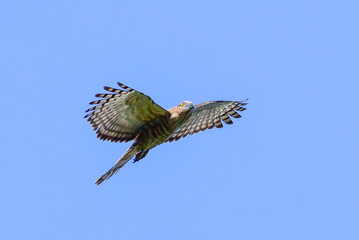 Jerdon's Baza (Aviceda jerdoni) Hawk migratory bird flying on the blue sky