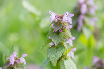  Flowered Lamium purpureum. Lamium purpureum, known as red dead-nettle, purple dead-nettle, purple archangel, or easterly, is a herbaceous flowering plant of the Lamiaceae family