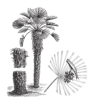 European fan Palm (Chamaerops humilis) / vintage illustration from Meyers Konversations-Lexikon 1897