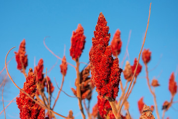 Bright red wood brush fruit of a staghorn sumac tree against the blue sky.