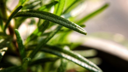 close up fresh rosemary 