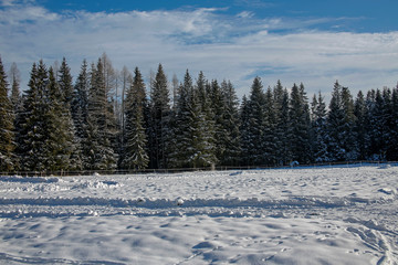 Fototapeta na wymiar snow-covered spruce trees against blue sky